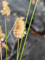 Enneapogon lindleyanus