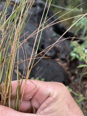 Enneapogon lindleyanus