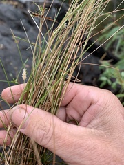 Enneapogon lindleyanus