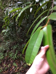 Calophyllum lanigerum