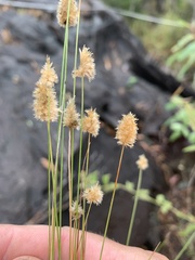 Enneapogon lindleyanus