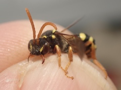 Nomada goodeniana