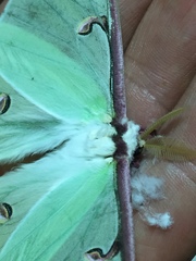 Actias truncatipennis
