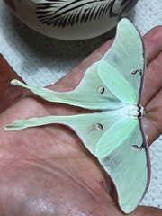 Actias truncatipennis
