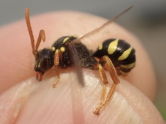 Nomada goodeniana