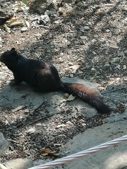 Otospermophilus variegatus couchii