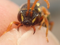 Nomada goodeniana