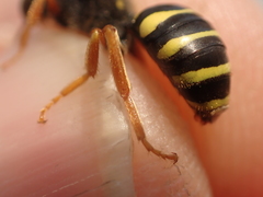 Nomada goodeniana