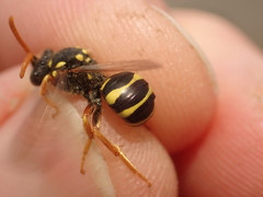 Nomada goodeniana