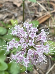 Valeriana arizonica