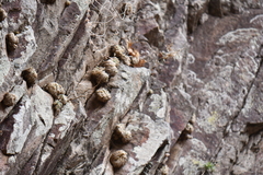 Selaginella pilifera