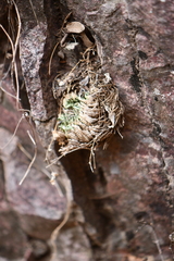 Selaginella pilifera