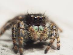 Phidippus audax