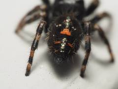 Phidippus audax