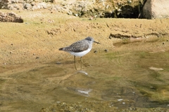 Tringa ochropus