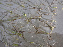 Zostera japonica
