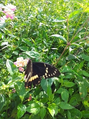 Papilio coroebus syndemis