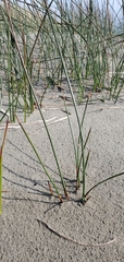 Juncus breweri