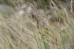 Helictotrichon convolutum