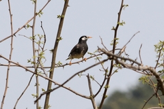Spodiopsar cineraceus