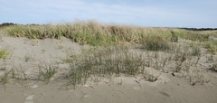 Juncus breweri