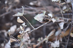 Lonicera albiflora