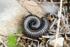 Acanthoiulus fuscipes