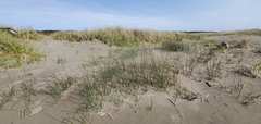 Juncus breweri