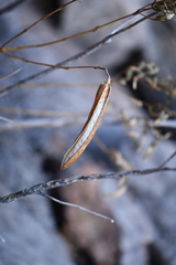 Tecoma stans angustata