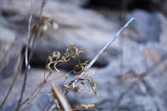 Tecoma stans angustata