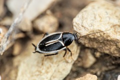 Phyllodromica marginata