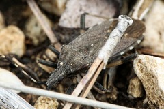 Dicranocephalus medius