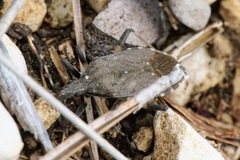 Dicranocephalus medius