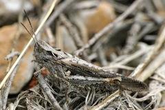 Chorthippus maritimus