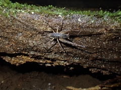 Australotettix