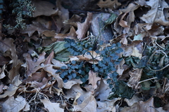 Cardamine macrocarpa