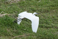 Ardea alba