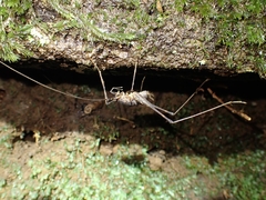Australotettix