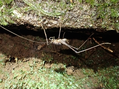 Australotettix