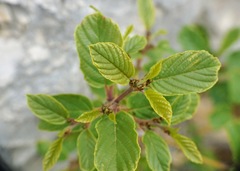 Frangula rupestris