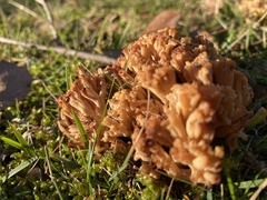 Ramaria capitata