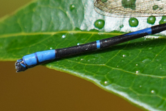 Argia insipida