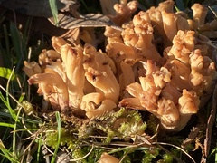Ramaria capitata