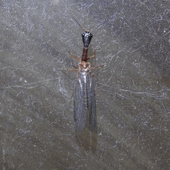 Raphidiinae