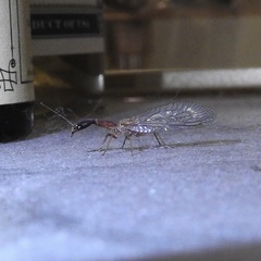 Raphidiinae