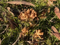 Ramaria capitata