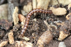 Stosatea