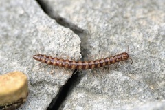 Stosatea