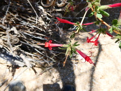 Anisacanthus thurberi