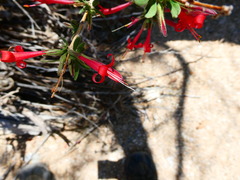 Anisacanthus thurberi